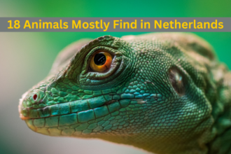 18 Animals Mostly Find in Netherlands