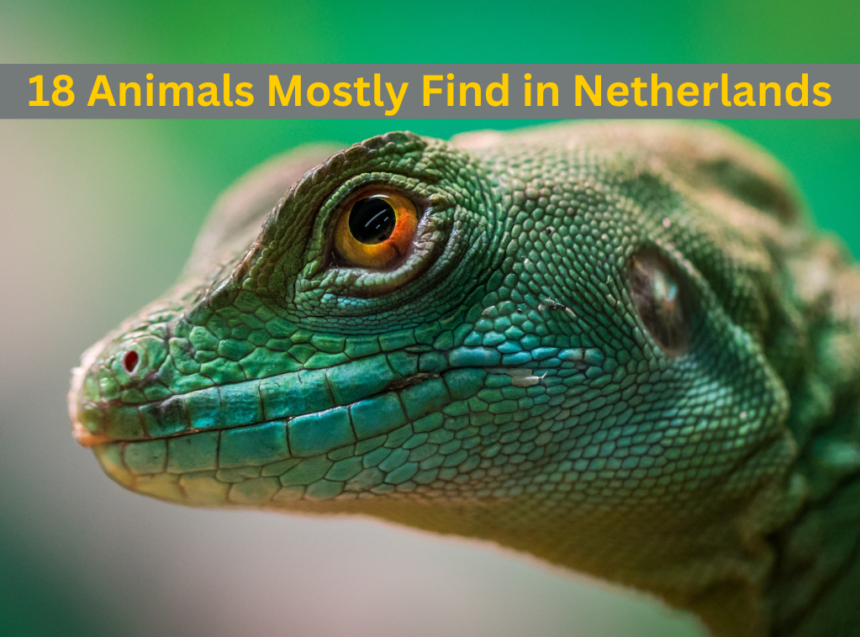 18 Animals Mostly Find in Netherlands