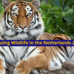 Amazing Wildlife in the Netherlands 2023