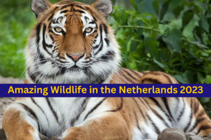 Amazing Wildlife in the Netherlands 2023